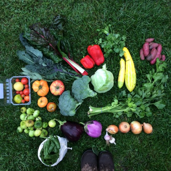 bountiful array of vegetables on the grass