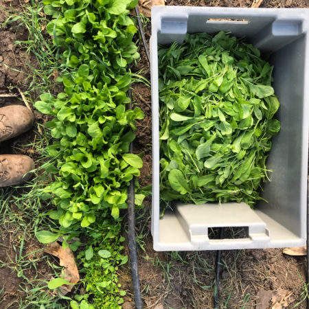 Spring Greens Share (SOLD OUT)