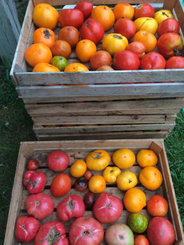 Salsa Share